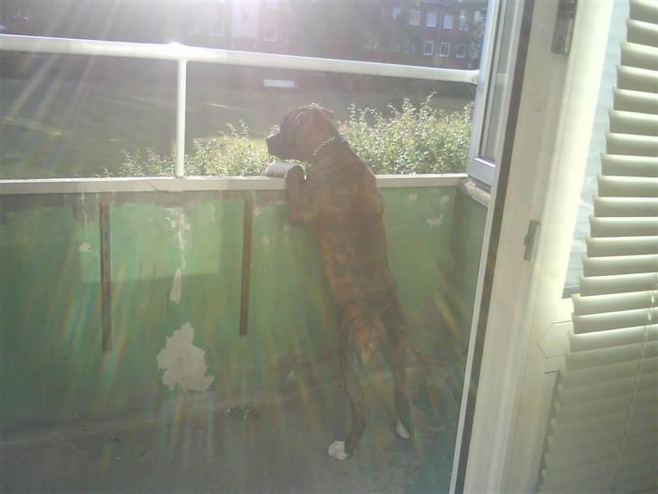 Blanding af racer Kempo   billede 13