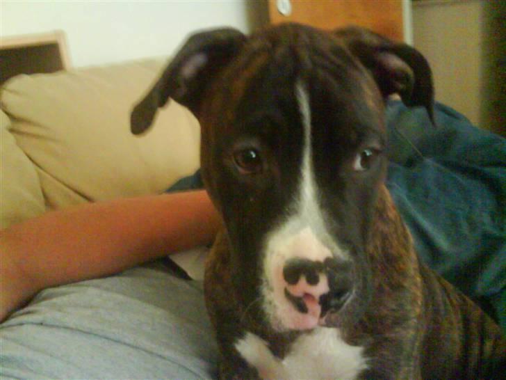 Blanding af racer Kempo   billede 14