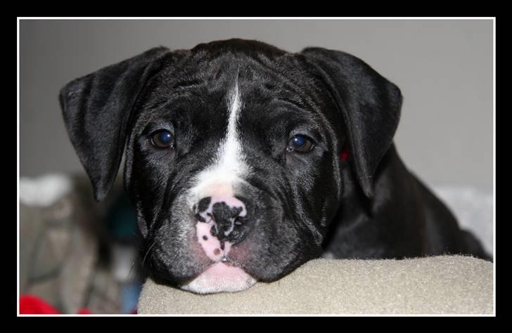 Amerikansk staffordshire terrier Vega billede 1