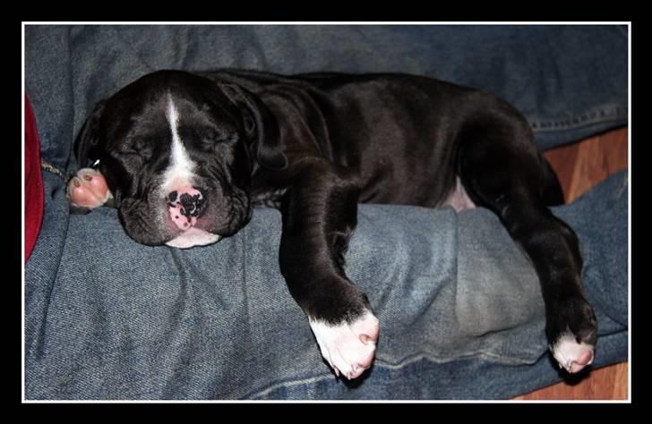 Amerikansk staffordshire terrier Vega billede 2