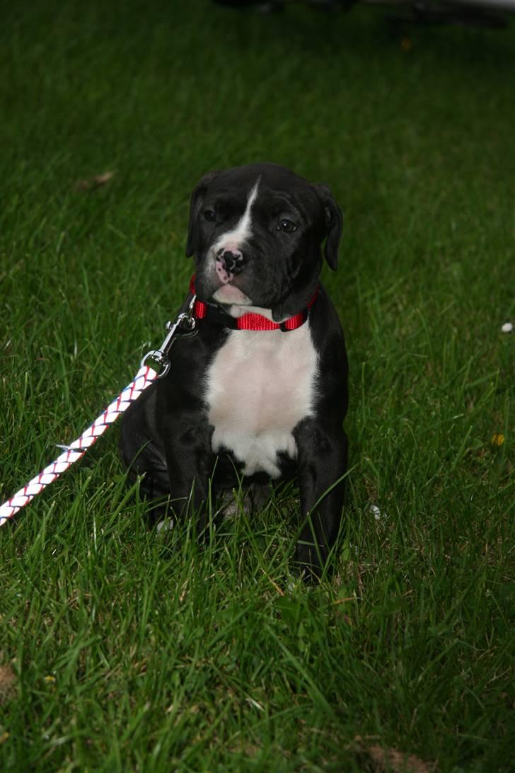 Amerikansk staffordshire terrier Vega billede 3