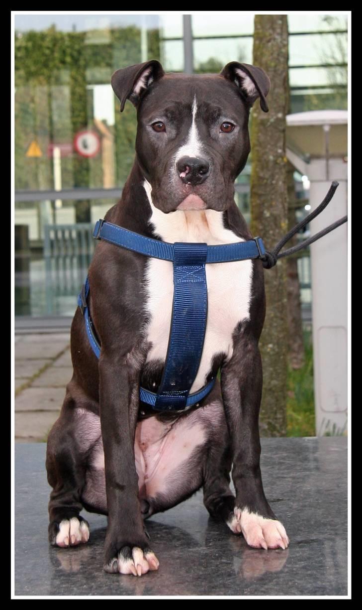 Amerikansk staffordshire terrier Vega billede 4