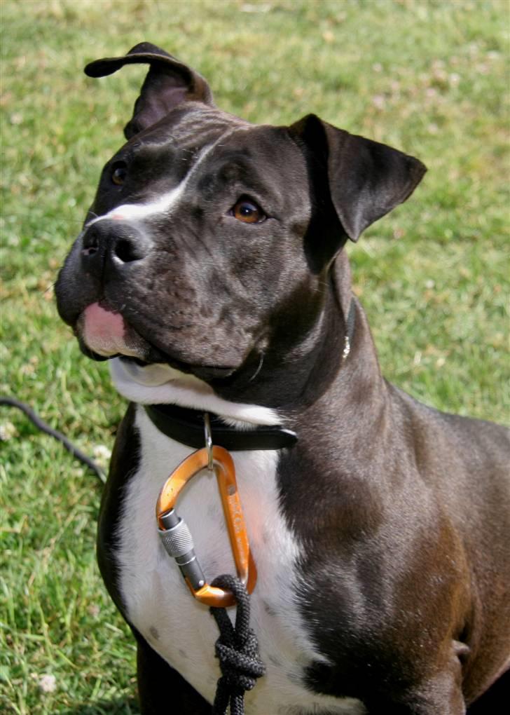 Amerikansk staffordshire terrier Vega billede 5