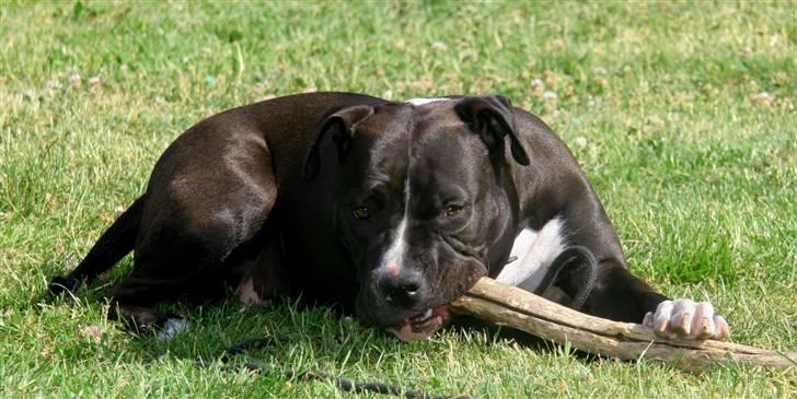 Amerikansk staffordshire terrier Vega billede 6