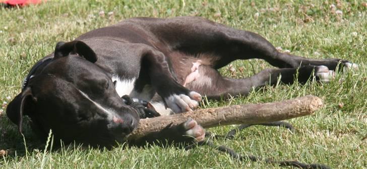 Amerikansk staffordshire terrier Vega billede 7