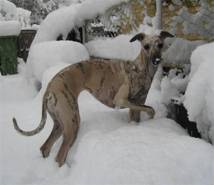 Whippet Piper - Piper  billede 1