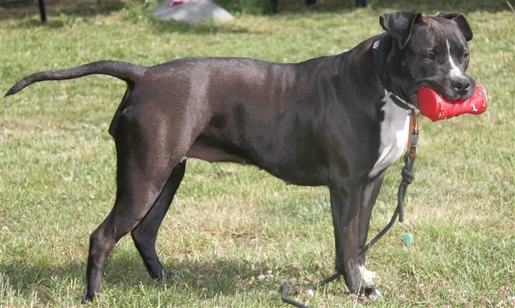 Amerikansk staffordshire terrier Vega billede 8