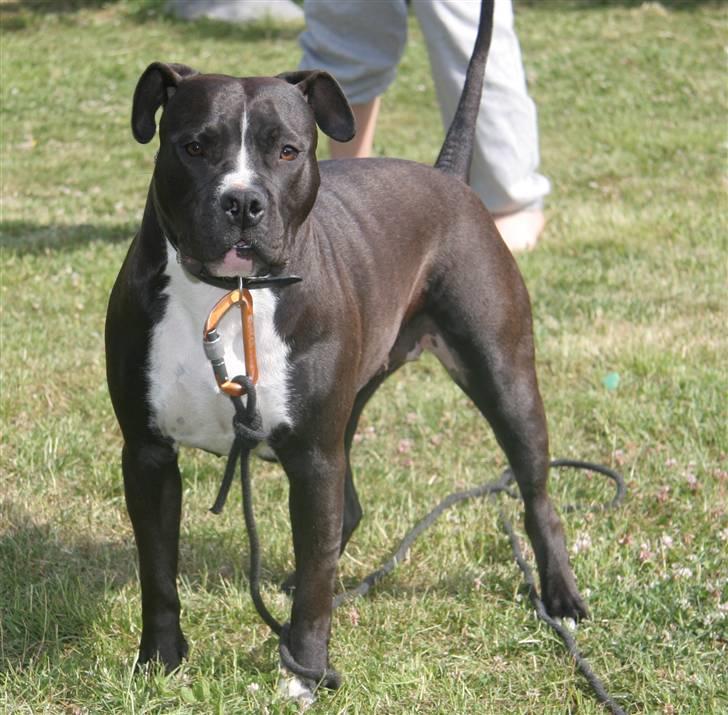 Amerikansk staffordshire terrier Vega billede 9
