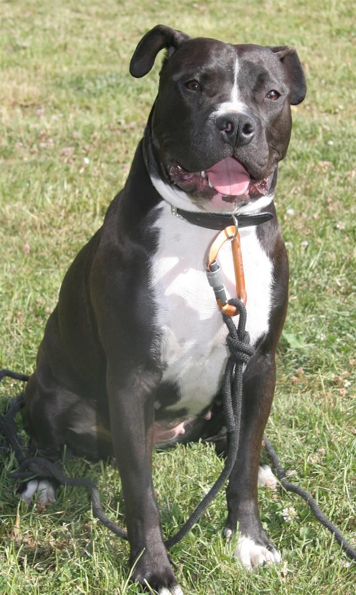 Amerikansk staffordshire terrier Vega billede 10