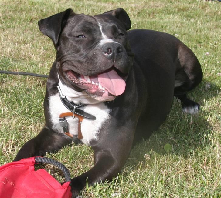 Amerikansk staffordshire terrier Vega billede 11