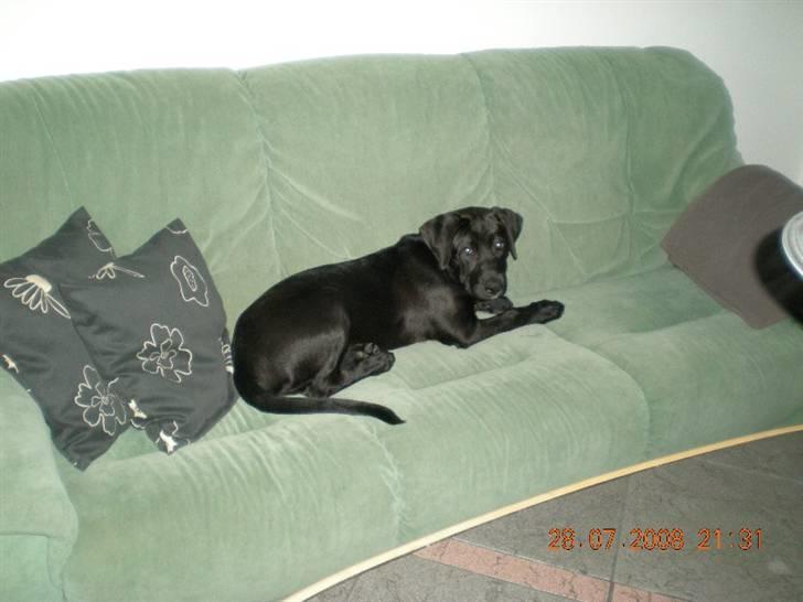 Blanding af racer Bella  R.I.P billede 11