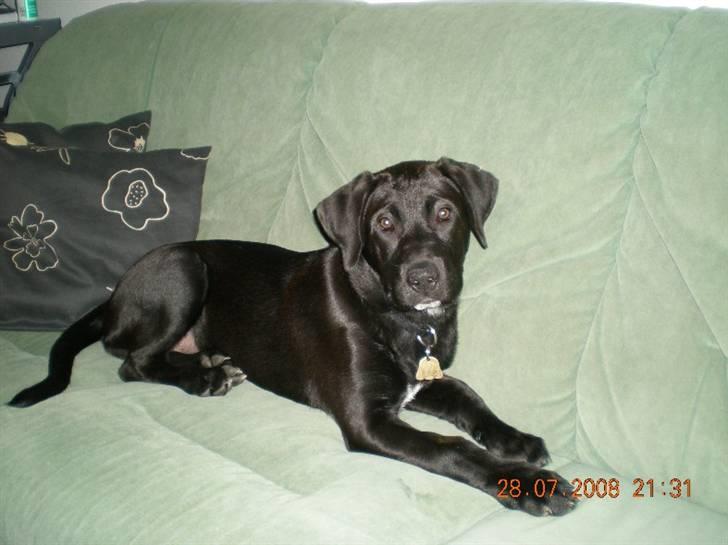 Blanding af racer Bella  R.I.P billede 12