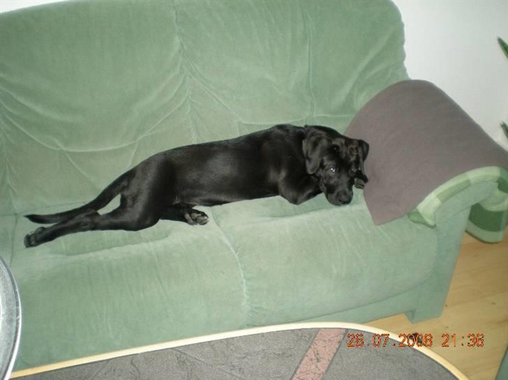 Blanding af racer Bella  R.I.P billede 13