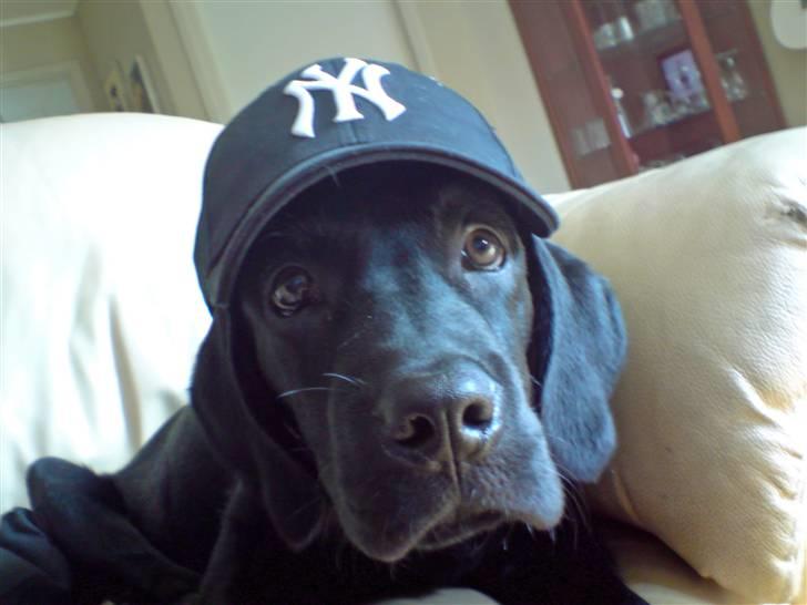 Blanding af racer Samson billede 1