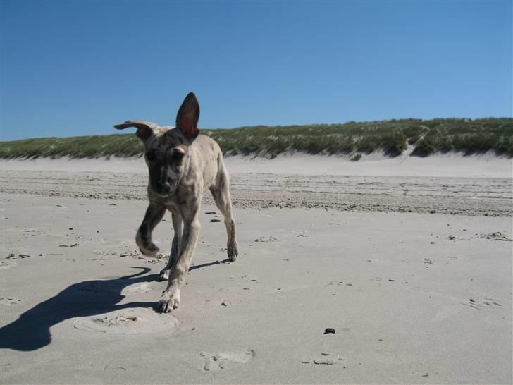 Whippet Piper - Ved Vesterhavet billede 3