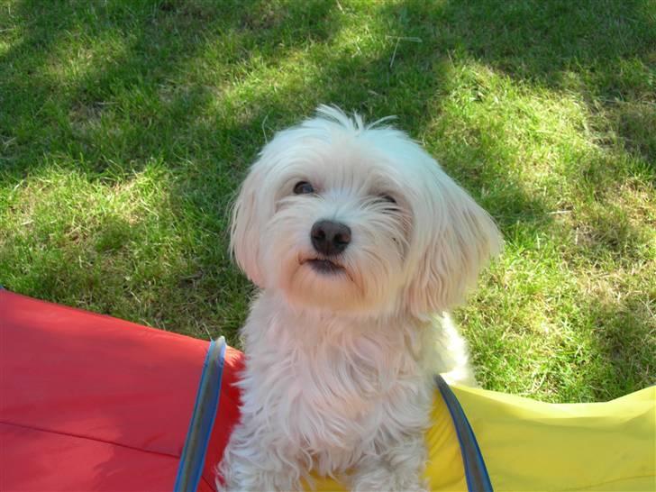 Løwchen Lucy<3 - se jeg står på tunelen billede 11