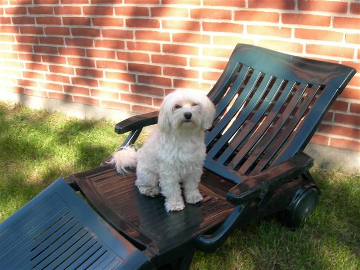 Løwchen Lucy<3 - tar lige sol billede 12