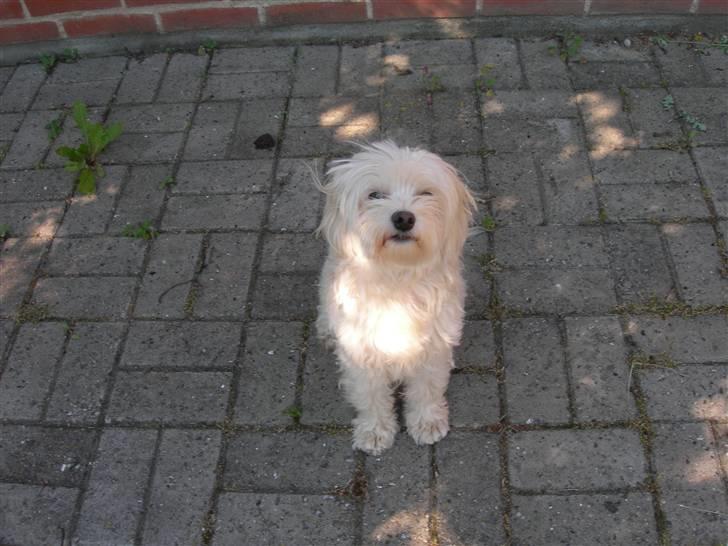 Løwchen Lucy<3 - KUK KUK billede 13