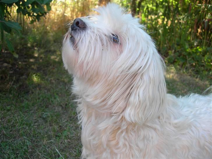 Løwchen Lucy<3 - hvad er det? billede 14