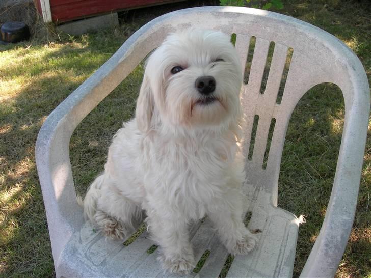 Løwchen Lucy<3 - ja jeg sider på stolen billede 15