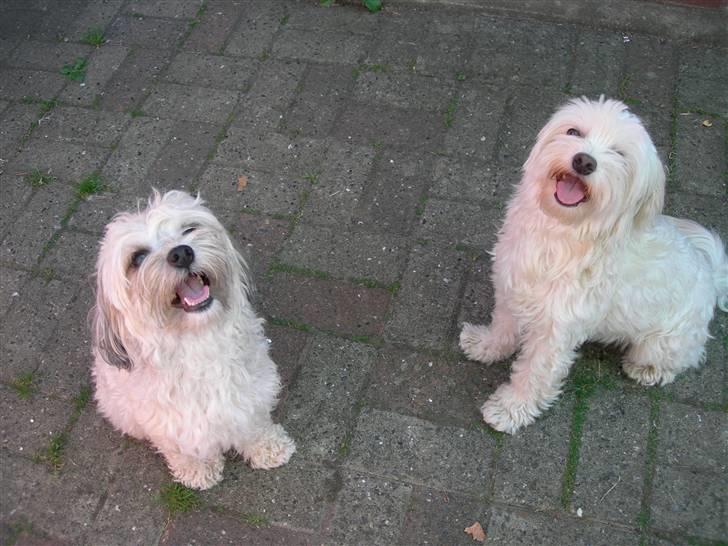 Løwchen Lucy<3 - må vi få en gubbi(godbid) billede 16