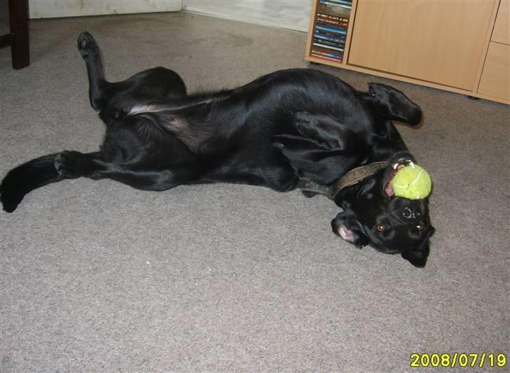 Blanding af racer Fie. - Så passer tempraturen til mig. billede 17