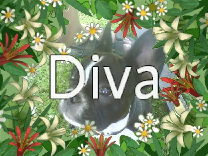 Fransk bulldog Diva billede 1