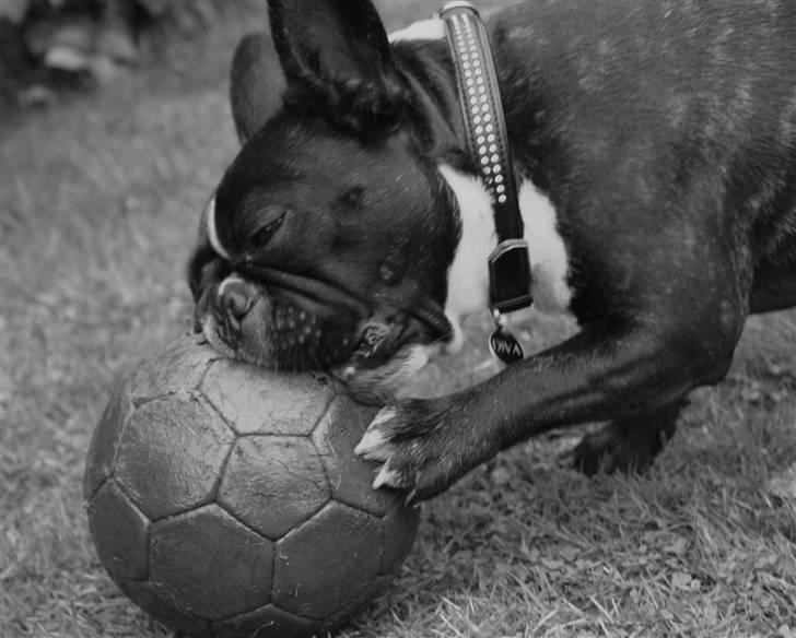 Fransk bulldog Diva billede 2