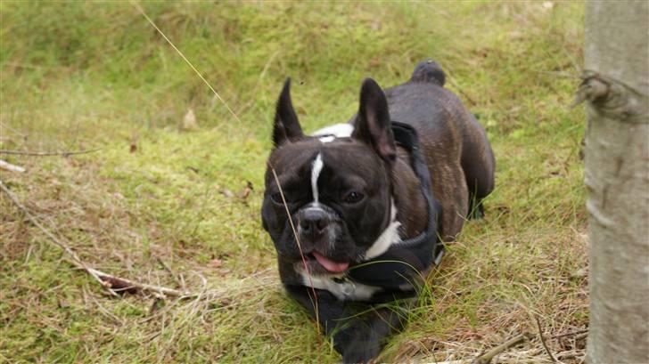 Fransk bulldog Diva billede 3