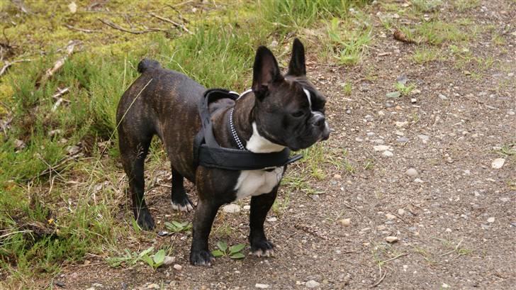 Fransk bulldog Diva - Mig og min giraf billede 4