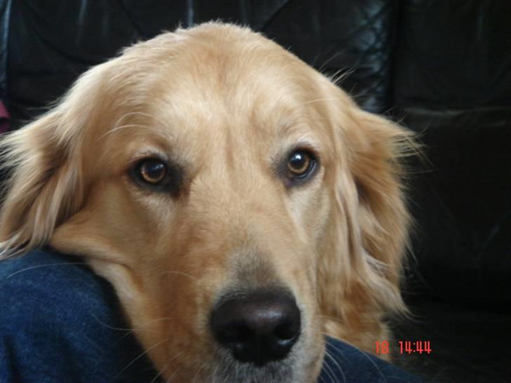 Golden retriever Golden Jives Frida. R.I.P billede 2