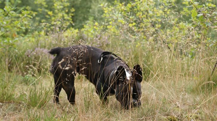 Fransk bulldog Diva - nyt billede 5