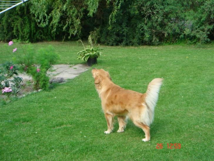 Golden retriever Golden Jives Frida. R.I.P billede 3