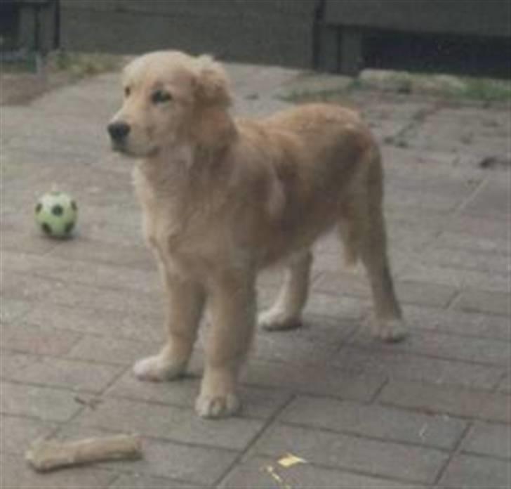 Golden retriever Golden Jives Frida. R.I.P - Frida som hvalp  billede 4