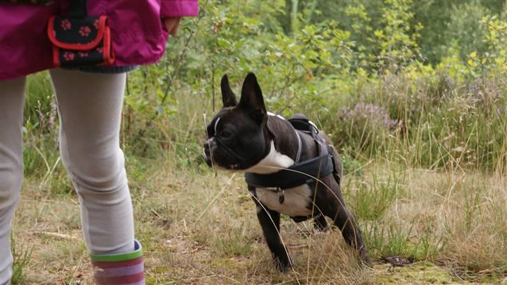 Fransk bulldog Diva - nyt billede 6