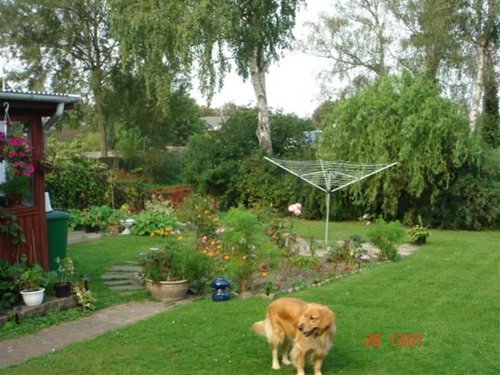 Golden retriever Golden Jives Frida. R.I.P billede 5