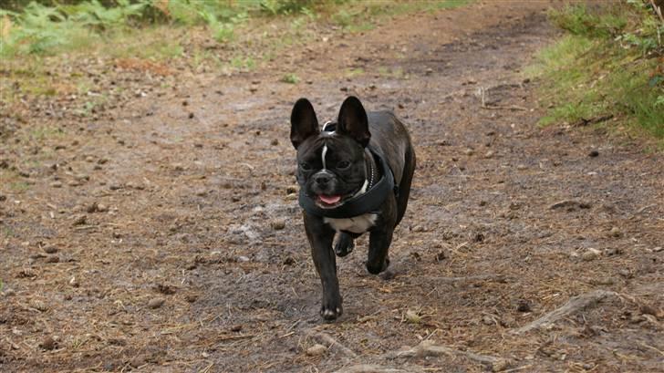 Fransk bulldog Diva - nyt billede 7