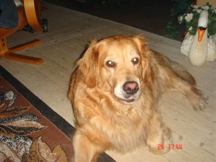 Golden retriever Golden Jives Frida. R.I.P billede 6