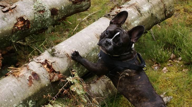 Fransk bulldog Diva - nyt billede 8