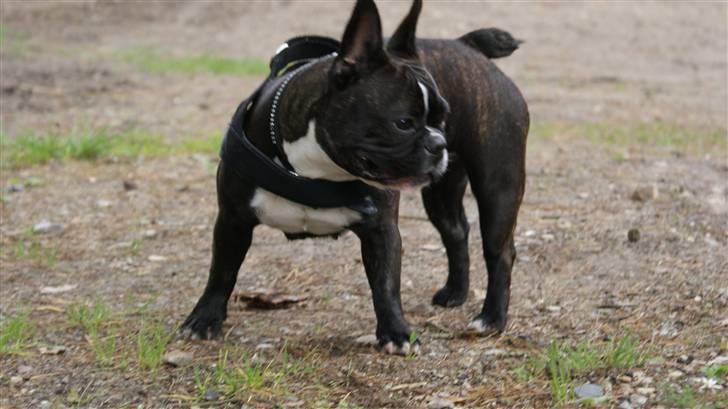 Fransk bulldog Diva - nyt billede 9