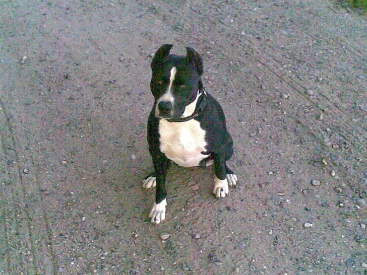 Amerikansk staffordshire terrier Malou (R.I.P.) - Det er det sidste nye af hende. billede 10