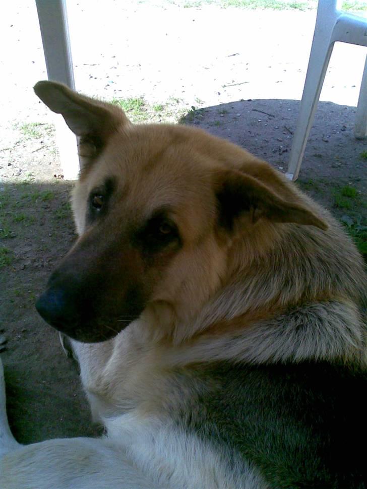 Amerikansk staffordshire terrier Malou (R.I.P.) - malou´s aller bedste ven.. billede 11