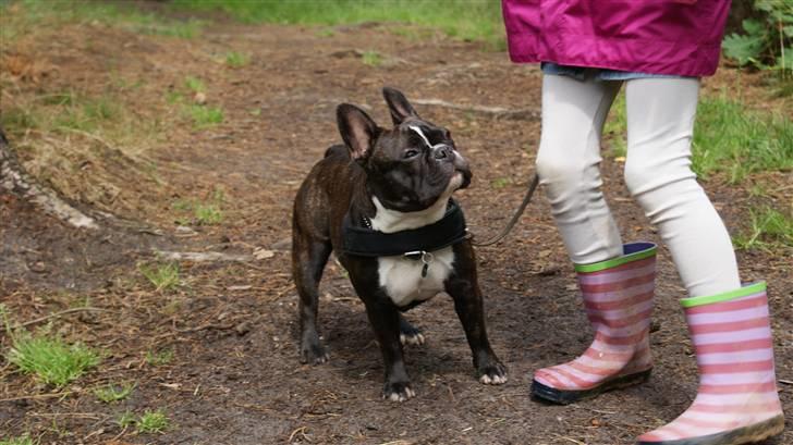 Fransk bulldog Diva billede 10