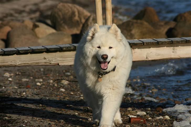 Samojedhund Bamse - Velkommen her hos os :) Skriv en besked og husk at bedømme :)  billede 1