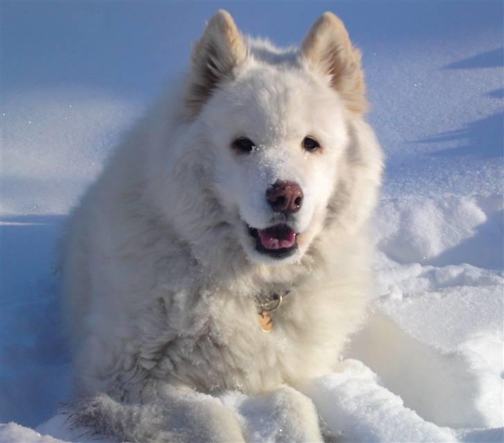 Samojedhund Bamse - I fiberbrunn, østrig 2010 billede 2