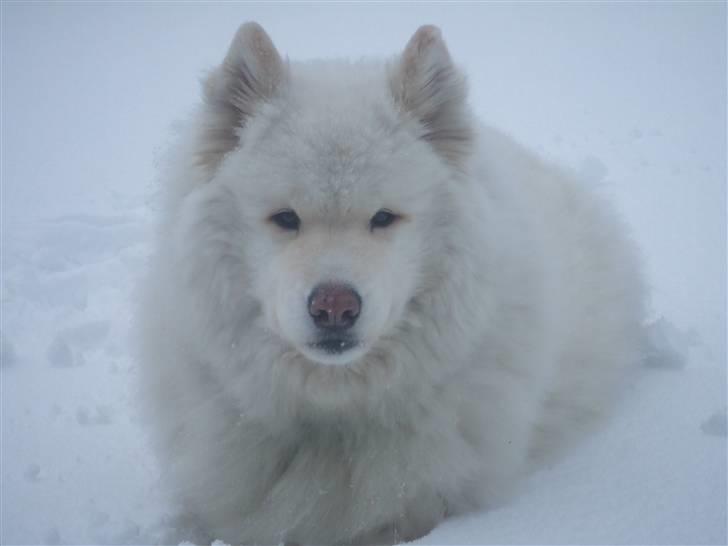 Samojedhund Bamse - Påsken 2008 - ELSKER sne  billede 3