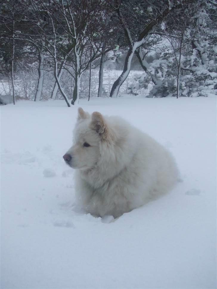 Samojedhund Bamse billede 4