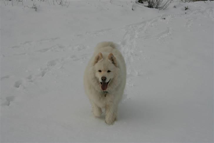 Samojedhund Bamse billede 5