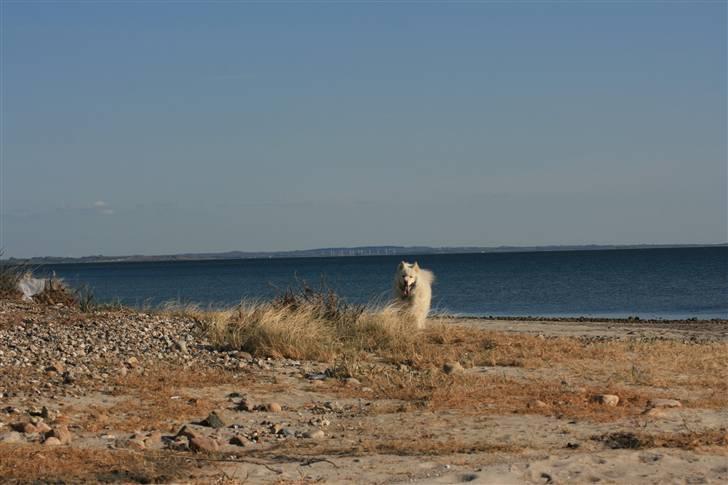 Samojedhund Bamse - Du kaldte??  billede 6
