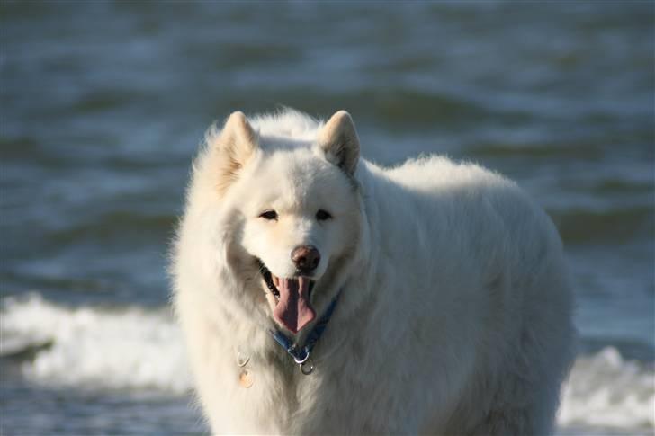 Samojedhund Bamse billede 7